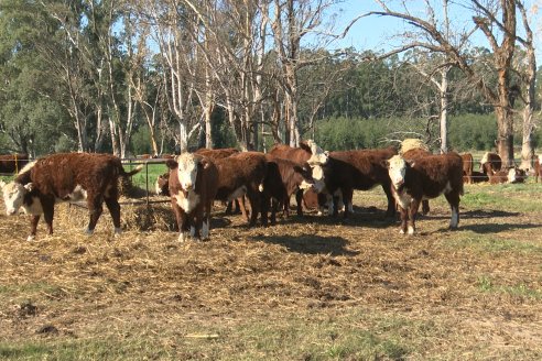 Vista al FeedLot Ecológico - EEA INTA C.del Uruguay