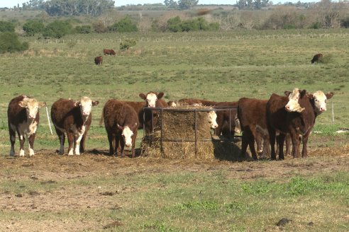 Vista al FeedLot Ecológico - EEA INTA C.del Uruguay