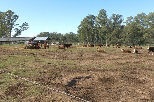 Vista al FeedLot Ecológico - EEA INTA C.del Uruguay