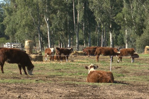 Vista al FeedLot Ecológico - EEA INTA C.del Uruguay