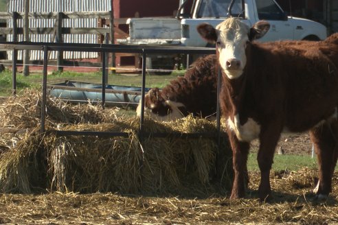 Vista al FeedLot Ecológico - EEA INTA C.del Uruguay