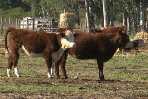 Vista al FeedLot Ecológico - EEA INTA C.del Uruguay