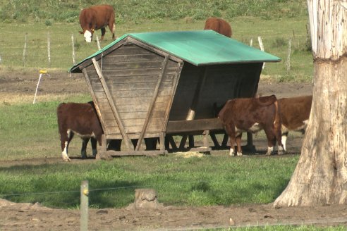 Vista al FeedLot Ecológico - EEA INTA C.del Uruguay