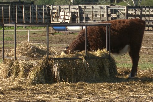 Vista al FeedLot Ecológico - EEA INTA C.del Uruguay