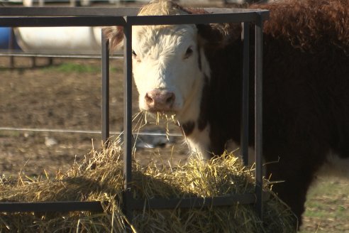 Vista al FeedLot Ecológico - EEA INTA C.del Uruguay