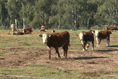 Vista al FeedLot Ecológico - EEA INTA C.del Uruguay