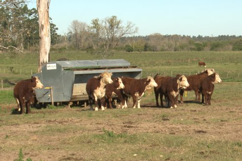 Vista al FeedLot Ecológico - EEA INTA C.del Uruguay