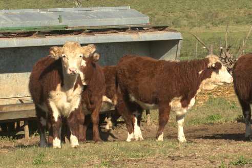 Vista al FeedLot Ecológico - EEA INTA C.del Uruguay