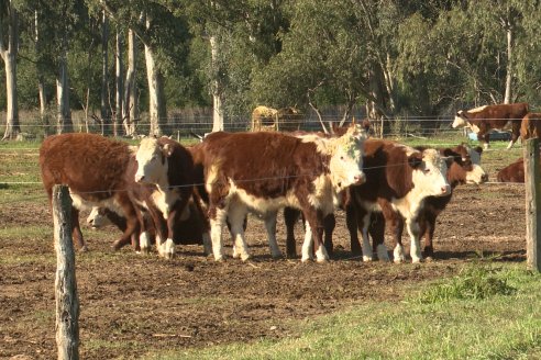 Vista al FeedLot Ecológico - EEA INTA C.del Uruguay