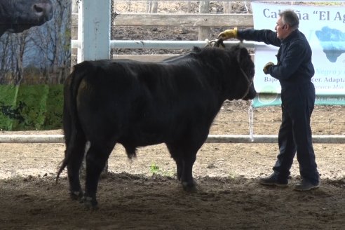 1° Jornada - Hacia una Excelencia Ganadera - Ganaderia de Precision - Sociedad Rural de Federal