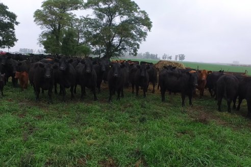 Día de Campo - Cabaña Coembotá, Angus de Calderon - Remate Anual 7 de Julio 2023