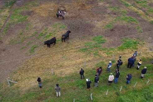 Día de Campo - Cabaña Coembotá, Angus de Calderon - Remate Anual 7 de Julio 2023