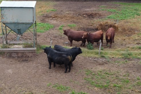 Día de Campo - Cabaña Coembotá, Angus de Calderon - Remate Anual 7 de Julio 2023