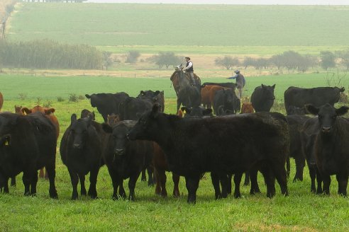 Día de Campo - Cabaña Coembotá, Angus de Calderon - Remate Anual 7 de Julio 2023