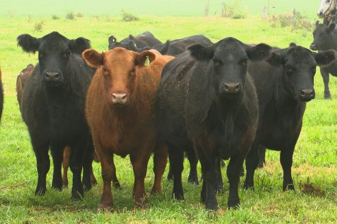 Día de Campo - Cabaña Coembotá, Angus de Calderon - Remate Anual 7 de Julio 2023