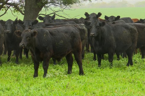 Día de Campo - Cabaña Coembotá, Angus de Calderon - Remate Anual 7 de Julio 2023