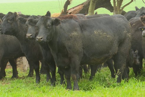 Día de Campo - Cabaña Coembotá, Angus de Calderon - Remate Anual 7 de Julio 2023