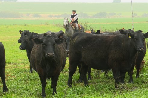 Día de Campo - Cabaña Coembotá, Angus de Calderon - Remate Anual 7 de Julio 2023