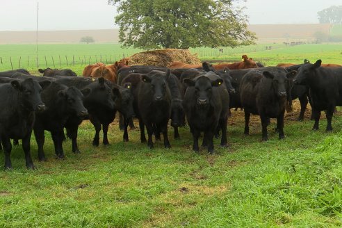 Día de Campo - Cabaña Coembotá, Angus de Calderon - Remate Anual 7 de Julio 2023