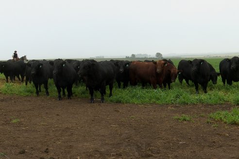 Día de Campo - Cabaña Coembotá, Angus de Calderon - Remate Anual 7 de Julio 2023