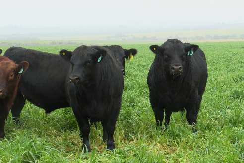 Día de Campo - Cabaña Coembotá, Angus de Calderon - Remate Anual 7 de Julio 2023