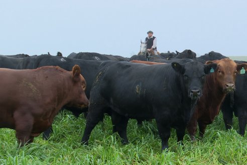 Día de Campo - Cabaña Coembotá, Angus de Calderon - Remate Anual 7 de Julio 2023