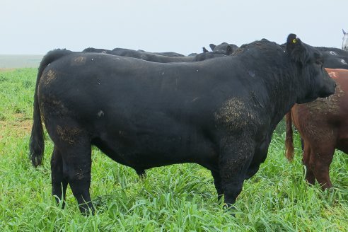 Día de Campo - Cabaña Coembotá, Angus de Calderon - Remate Anual 7 de Julio 2023