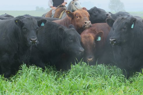 Día de Campo - Cabaña Coembotá, Angus de Calderon - Remate Anual 7 de Julio 2023