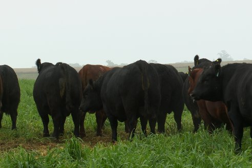 Día de Campo - Cabaña Coembotá, Angus de Calderon - Remate Anual 7 de Julio 2023