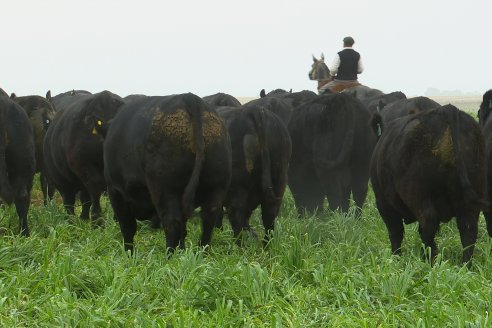 Día de Campo - Cabaña Coembotá, Angus de Calderon - Remate Anual 7 de Julio 2023