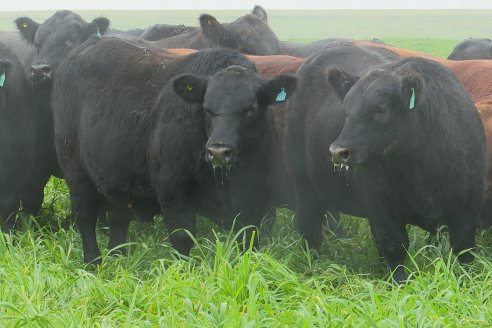 Día de Campo - Cabaña Coembotá, Angus de Calderon - Remate Anual 7 de Julio 2023