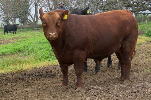 Día de Campo - Cabaña Coembotá, Angus de Calderon - Remate Anual 7 de Julio 2023