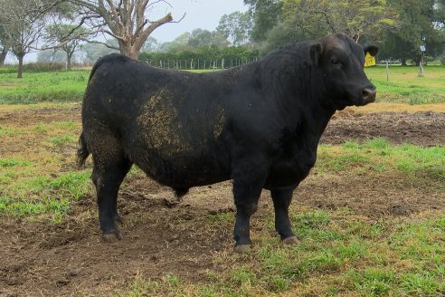 Día de Campo - Cabaña Coembotá, Angus de Calderon - Remate Anual 7 de Julio 2023