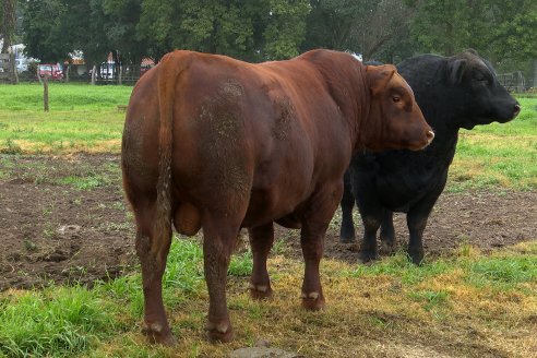 Día de Campo - Cabaña Coembotá, Angus de Calderon - Remate Anual 7 de Julio 2023