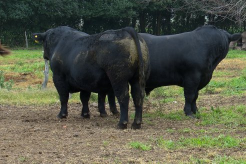 Día de Campo - Cabaña Coembotá, Angus de Calderon - Remate Anual 7 de Julio 2023