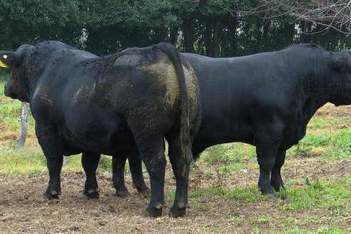 Día de Campo - Cabaña Coembotá, Angus de Calderon - Remate Anual 7 de Julio 2023