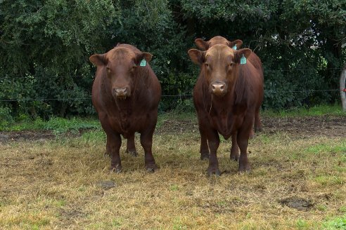 Día de Campo - Cabaña Coembotá, Angus de Calderon - Remate Anual 7 de Julio 2023