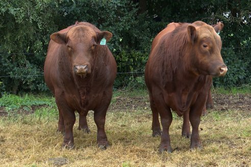 Día de Campo - Cabaña Coembotá, Angus de Calderon - Remate Anual 7 de Julio 2023