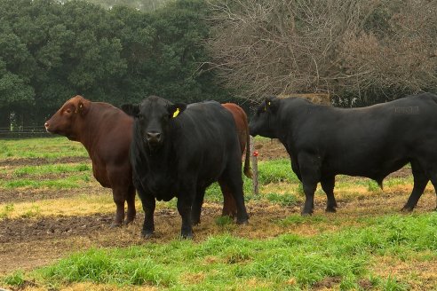 Día de Campo - Cabaña Coembotá, Angus de Calderon - Remate Anual 7 de Julio 2023