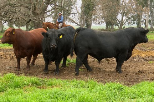 Día de Campo - Cabaña Coembotá, Angus de Calderon - Remate Anual 7 de Julio 2023