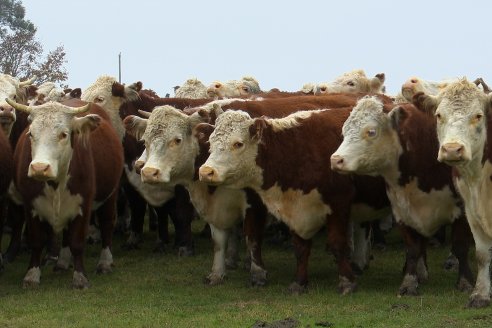 Dia a Campo Estancia Buena Esperanza - Los Conquistadores, E.Ríos - Remate 6 de Julio 2023