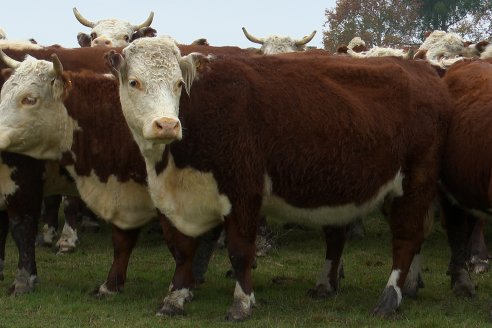 Dia a Campo Estancia Buena Esperanza - Los Conquistadores, E.Ríos - Remate 6 de Julio 2023