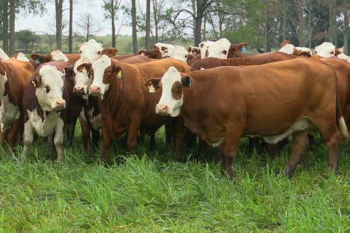 Dia a Campo Estancia Buena Esperanza - Los Conquistadores, E.Ríos - Remate 6 de Julio 2023