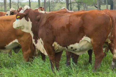 Dia a Campo Estancia Buena Esperanza - Los Conquistadores, E.Ríos - Remate 6 de Julio 2023