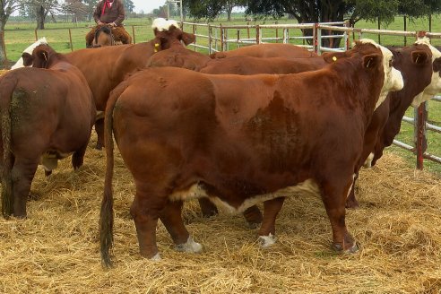 Dia a Campo Estancia Buena Esperanza - Los Conquistadores, E.Ríos - Remate 6 de Julio 2023