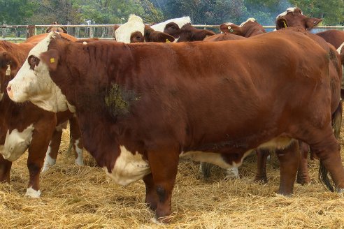 Dia a Campo Estancia Buena Esperanza - Los Conquistadores, E.Ríos - Remate 6 de Julio 2023