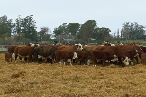 Dia a Campo Estancia Buena Esperanza - Los Conquistadores, E.Ríos - Remate 6 de Julio 2023