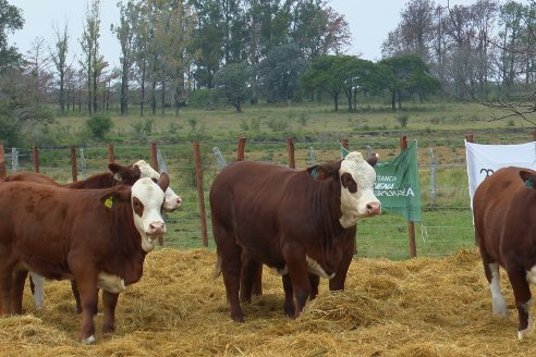 Dia a Campo Estancia Buena Esperanza - Los Conquistadores, E.Ríos - Remate 6 de Julio 2023