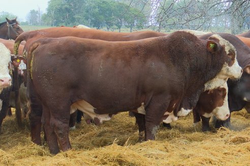 Dia a Campo Estancia Buena Esperanza - Los Conquistadores, E.Ríos - Remate 6 de Julio 2023