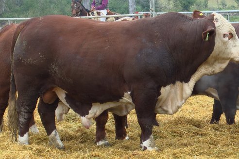 Dia a Campo Estancia Buena Esperanza - Los Conquistadores, E.Ríos - Remate 6 de Julio 2023